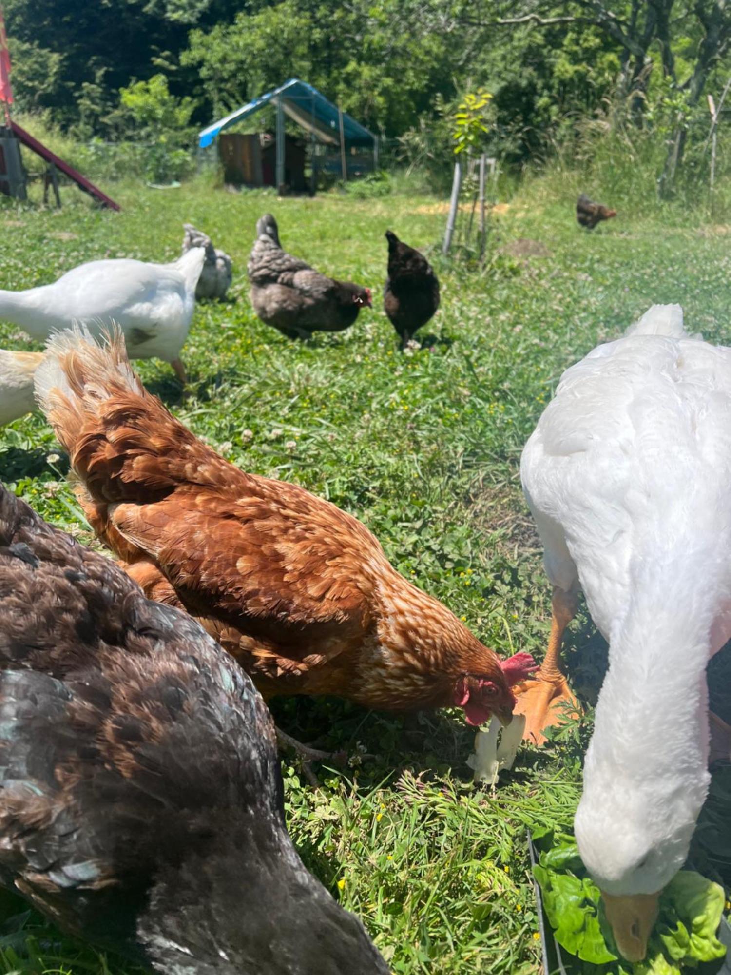 Maison 6 Places, En Plein Coeur De L'ariege, Proche Et Nature Vakantiehuis *