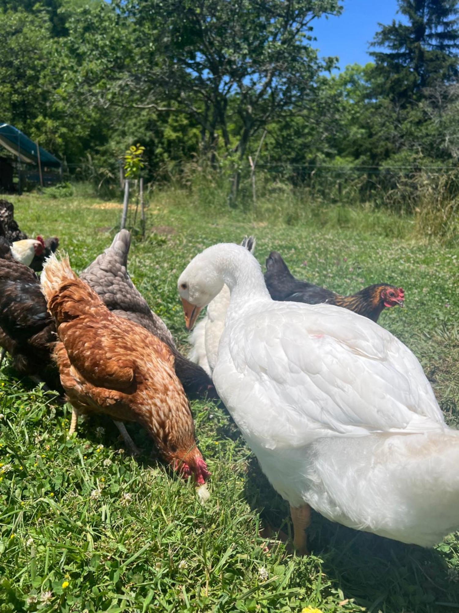 Maison 6 Places, En Plein Coeur De L'ariege, Proche Et Nature
